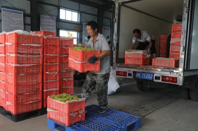 二二一團(tuán)富鵬合作社 三色葡萄火了，就業(yè)路寬了！勞動(dòng)保護(hù)用品銷(xiāo)售的新機(jī)遇