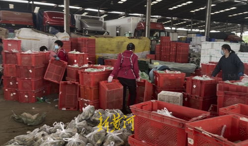 山東匡山農(nóng)產(chǎn)品市場解封探訪 防疫保供兩不誤，蔬菜價格穩(wěn)中有降，勞保用品銷售顯新意